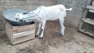 White Makhi cheni Goat