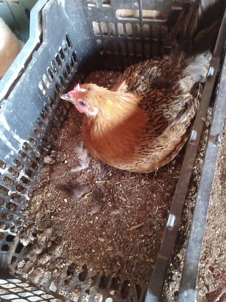 Desi kurak hens for sale 0