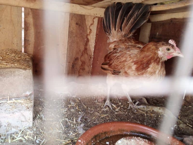 Desi kurak hens for sale 2