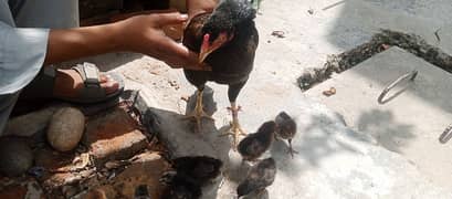 Beautifull hen with 12 chicks so handsome and nice loking