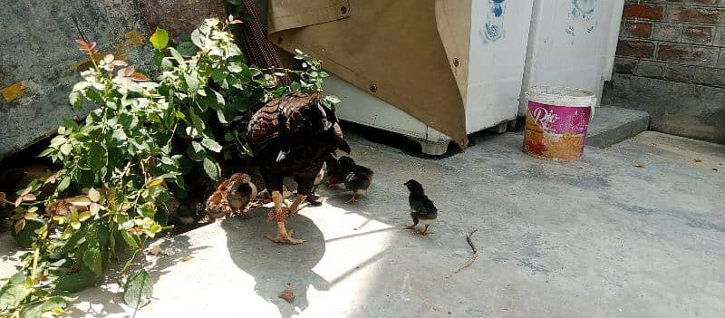 Beautifull hen with 12 chicks so handsome and nice loking 2