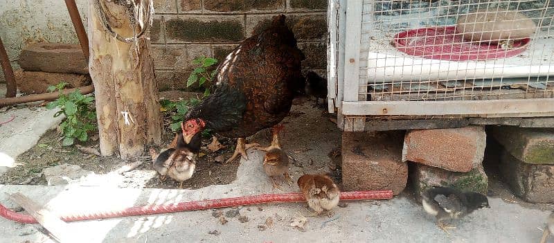 Beautifull hen with 12 chicks so handsome and nice loking 3