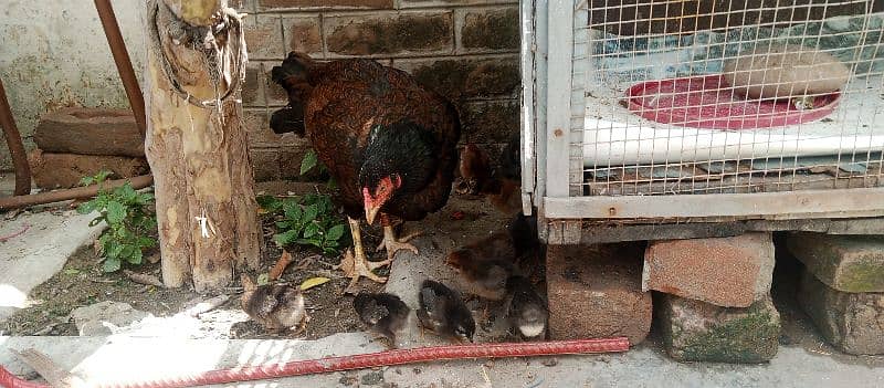 Beautifull hen with 12 chicks so handsome and nice loking 5