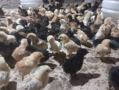 golden misri chicks age 10 days