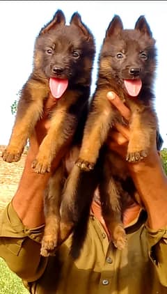 German Shepherd Dog / Dog For Sale / GSD