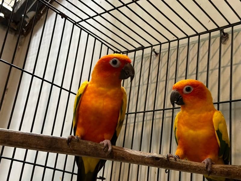 sun conure sunconure 2