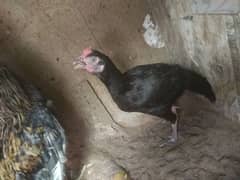 High-Quality Bengum Pair, fertile eggs or chicks in reasonable price