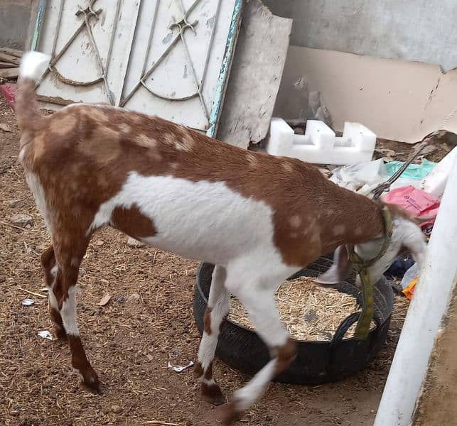 bakra bakri jori 0