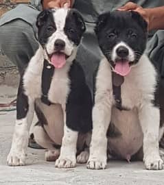 alabai security dog 2 month pair for sale