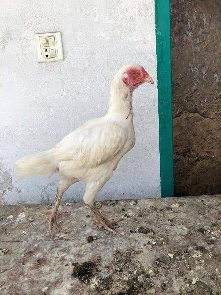 Aseel Chicks for sale 4