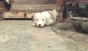 bakarwal puppy for sale  active and playfully hy