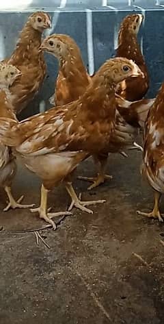 lohman brown chicks(age 2 months) for sale