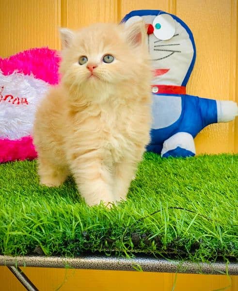 pure ragdoll gift quality kittens for sale (cash on delivery) 2