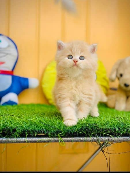 pure ragdoll gift quality kittens for sale (cash on delivery) 3