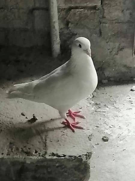 king pigeon 1