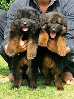 King German shepherd puppies