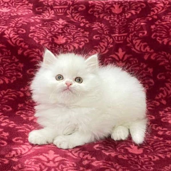 Highest quality kittens gift quality persian punch face (Cash on deliv 3