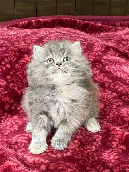 Highest quality kittens gift quality persian punch face (Cash on deliv 5