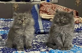 Highest quality kittens gift quality persian punch face (Cash on deliv