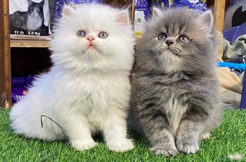 Highest quality kittens gift quality persian punch face (Cash on deliv 8