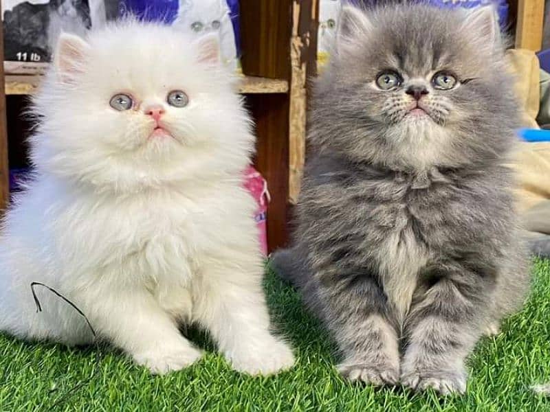 Highest quality kittens gift quality persian punch face (Cash on deliv 9