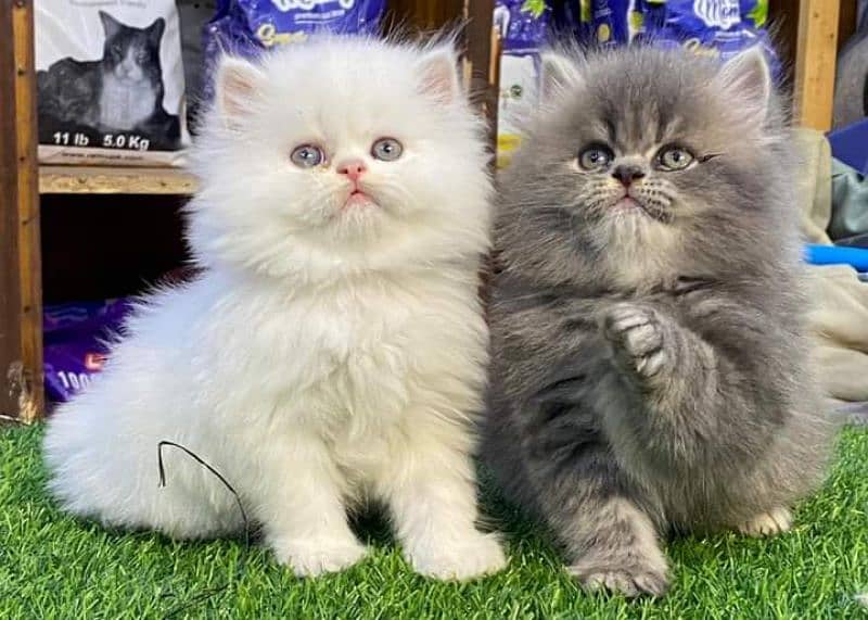 Highest quality kittens gift quality persian punch face (Cash on deliv 10