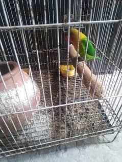 Love birds for sale breeding pair