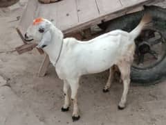 Bakra