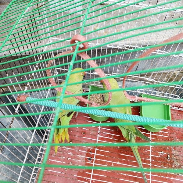 parrot male and female pairs 1