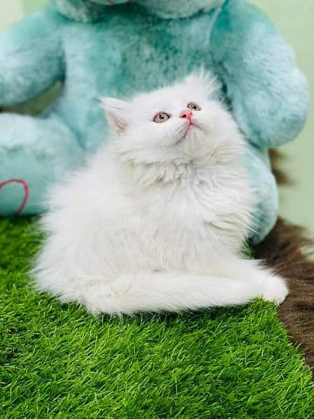 pure Persian high quality breed kittens Cash on delivery 1