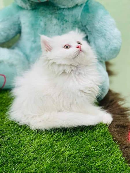 pure Persian high quality breed kittens Cash on delivery 2