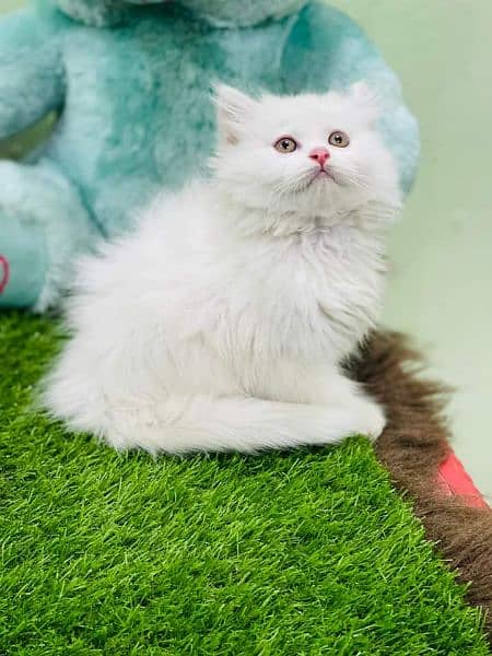 pure Persian high quality breed kittens Cash on delivery 4