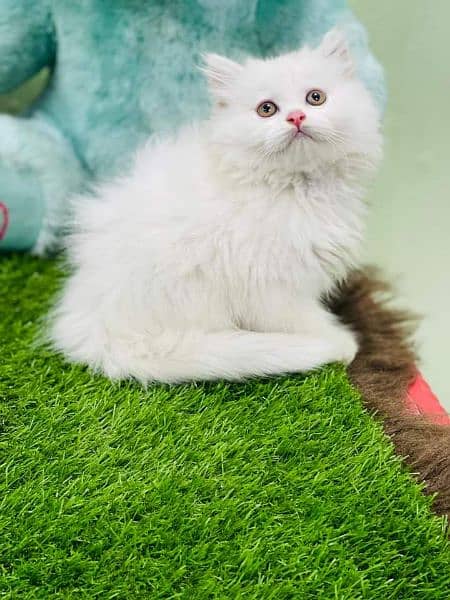 pure Persian high quality breed kittens Cash on delivery 5