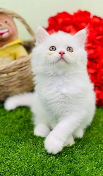 pure Persian high quality breed kittens Cash on delivery 7