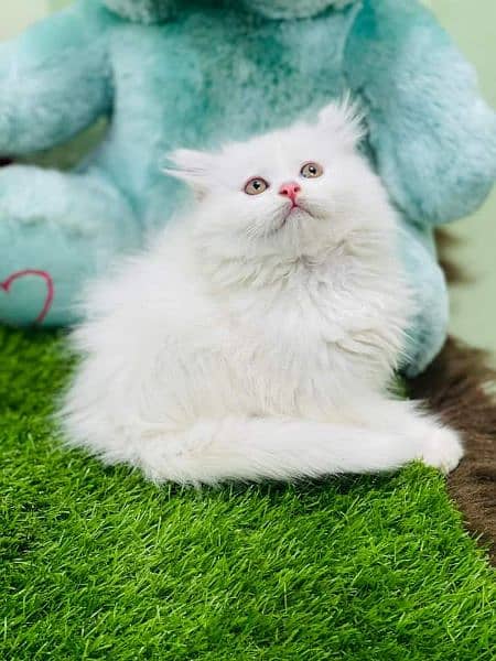 pure Persian high quality breed kittens Cash on delivery 8