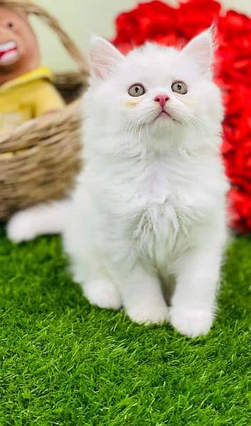 pure Persian high quality breed kittens Cash on delivery 9