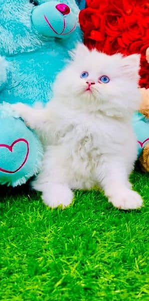 pure Russian kittens highest quality breeds gift quality (COD) - Cats ...