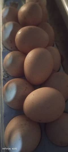 Egg Aseel Egg for Sale