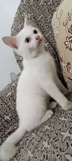 Odd eyes White Female kitten