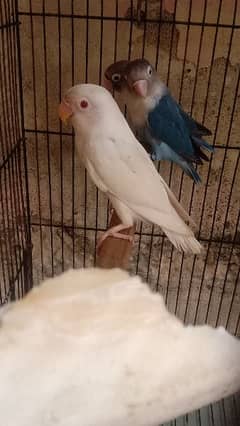 blue fisher conform split ino breeder pair 1 piece albino red eye 5mon