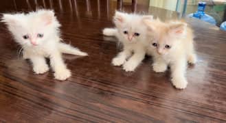 kittens