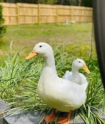 Pure white duck chicks