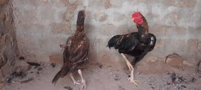 two aseel pathy each 4000 or one aseel hen egg laying 1800