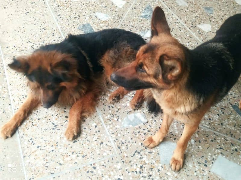 German Shephard pair for Sell 0