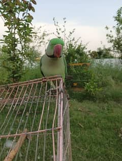 Kashmiri Raw jambo size talking male