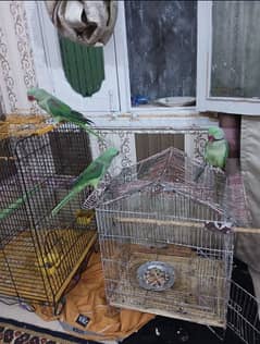 Kashmiri Raw breeder female with big cage.