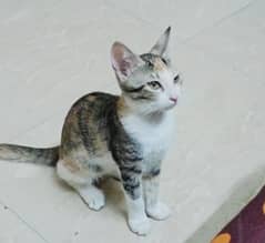Persian Kitten 3 months for free adoption