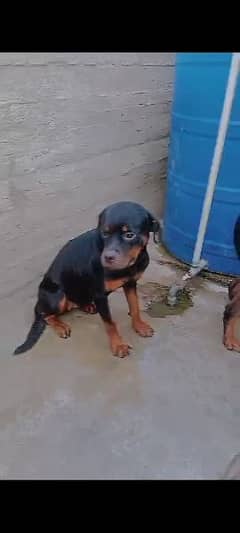 rottweiler pair for sale