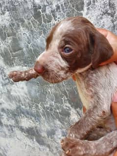 pointer dog puppy 1mnth age whatsapp num 03421446552