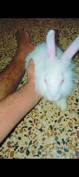 fancy angora imported 4